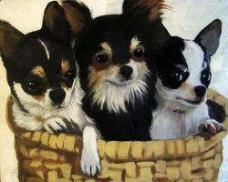 Tres Amigos Chihuahua dog animal portrait